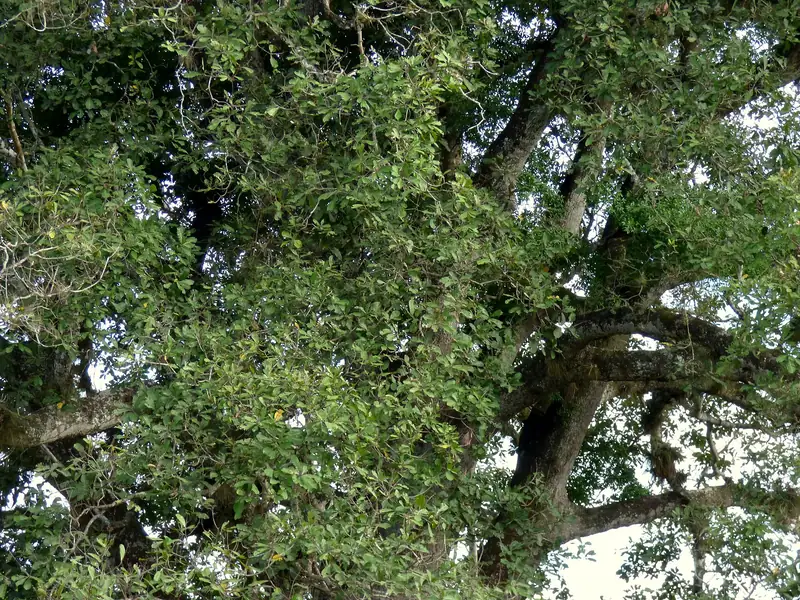 Ramas y copa de una ceiba vistas desde abajo